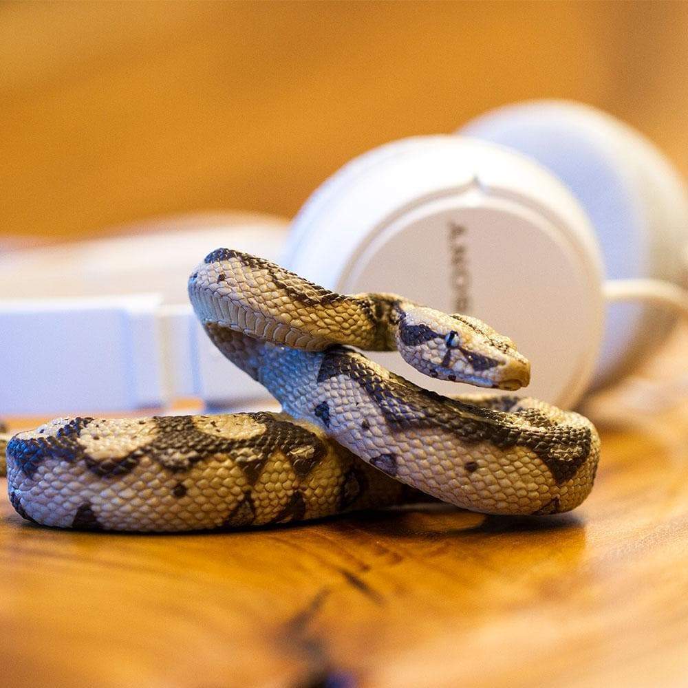 Boa Constrictor Toy